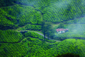 munnar, kerala, tea plantation