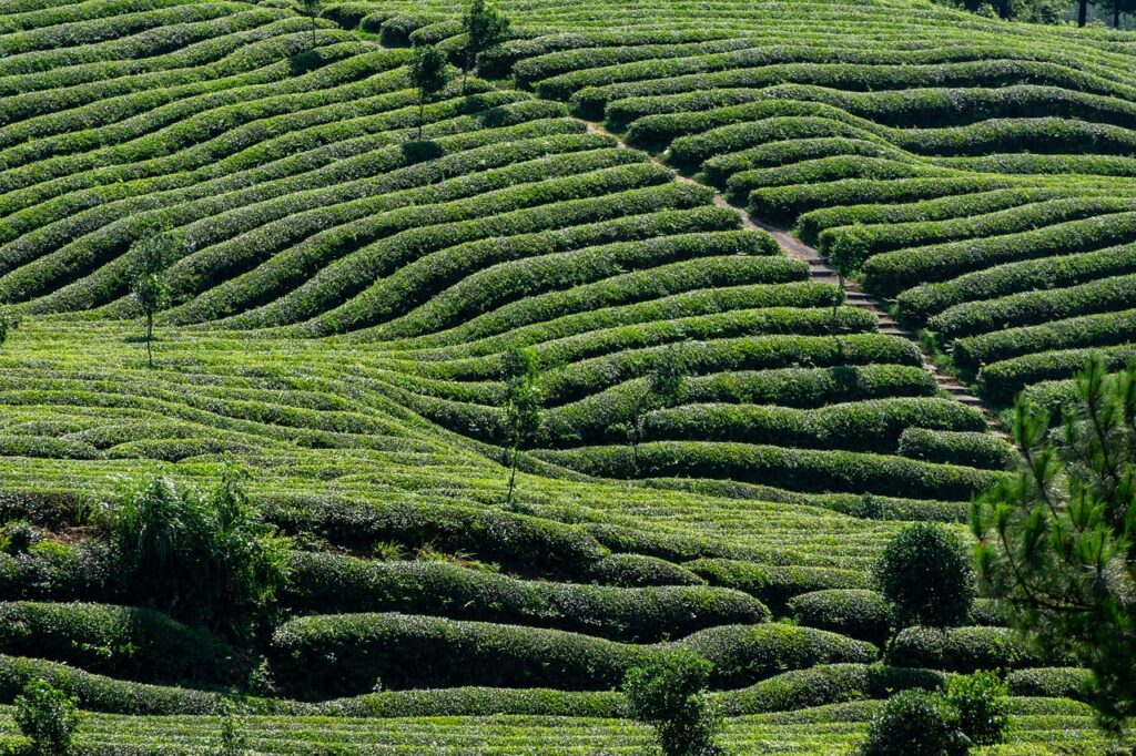 tea, tea garden, tea tree