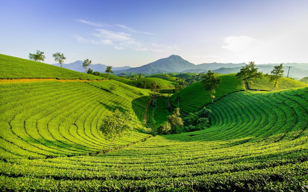 hill, green, nature