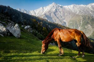 A beautiful brown horse grazing in the lush meadows of Shimla with the Himalayan mountains in the background.