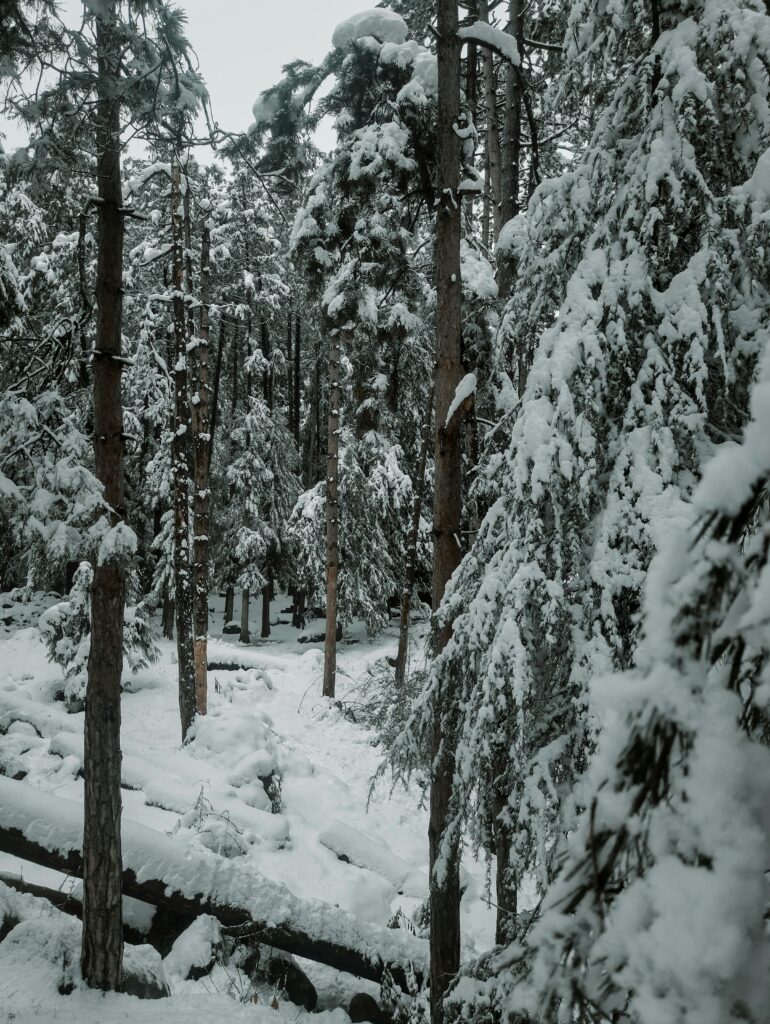 Conifer Trees in Winter