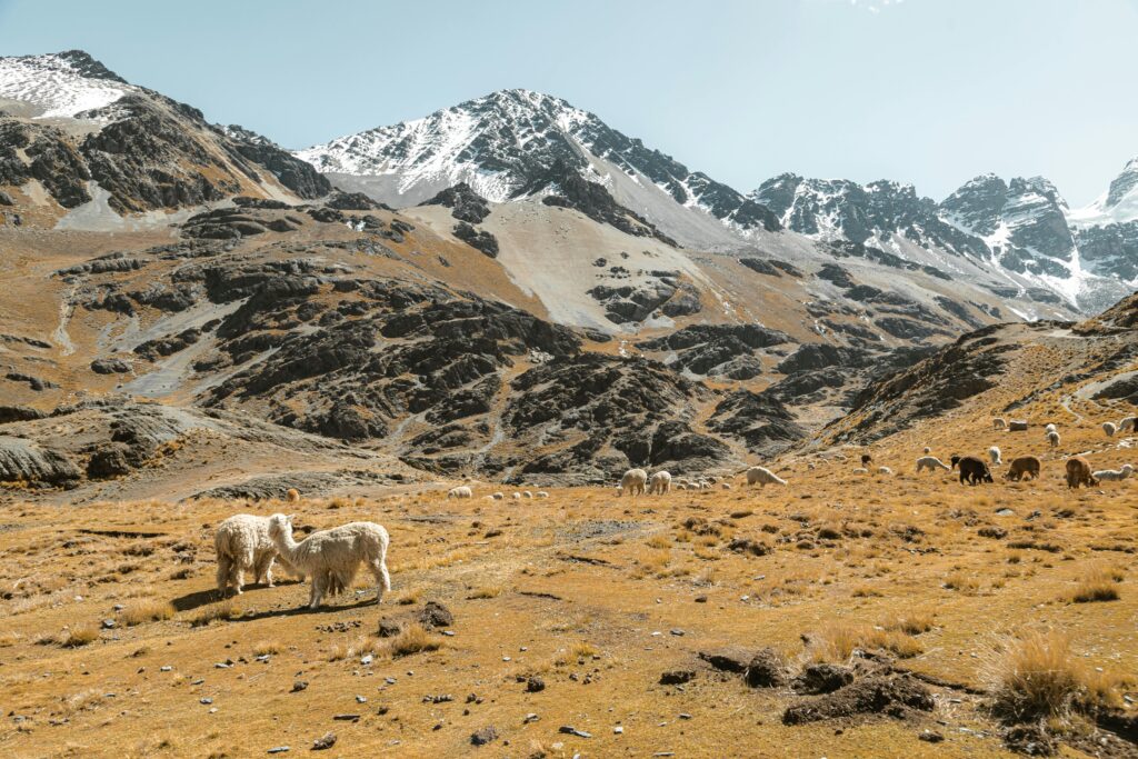 Sheep in a Mountain Valley