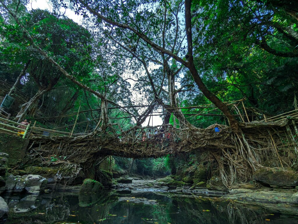 Stunning living root bridge made by nature surrounded by dense forest in Riwai, Meghalaya, India.