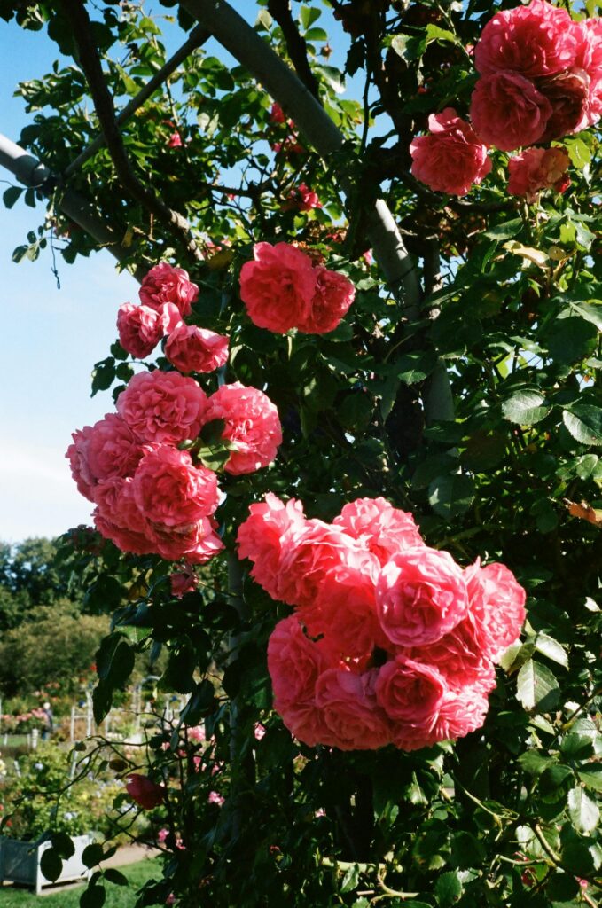 Captivating pink roses blooming in a lush garden under clear skies, showcasing nature's beauty.