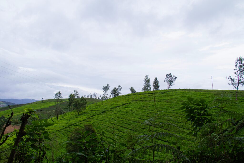 Scenic view of vibrant green tea plantations on rolling hills in Ooty, India.