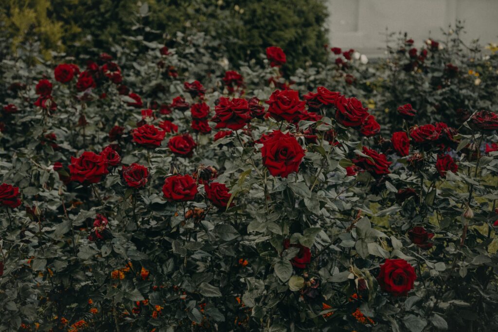 A lush display of vibrant red roses in a garden, evoking romantic and natural beauty.