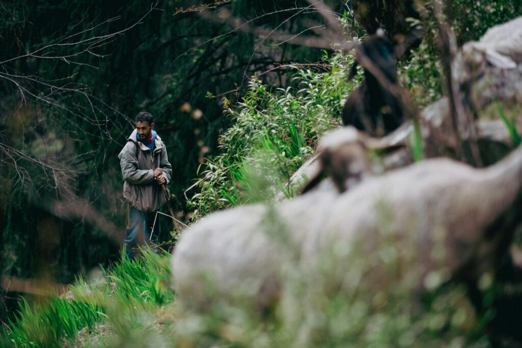 Man guiding sheep through lush forest in Kasol, HP, India. Pastoral life amidst nature's greenery.