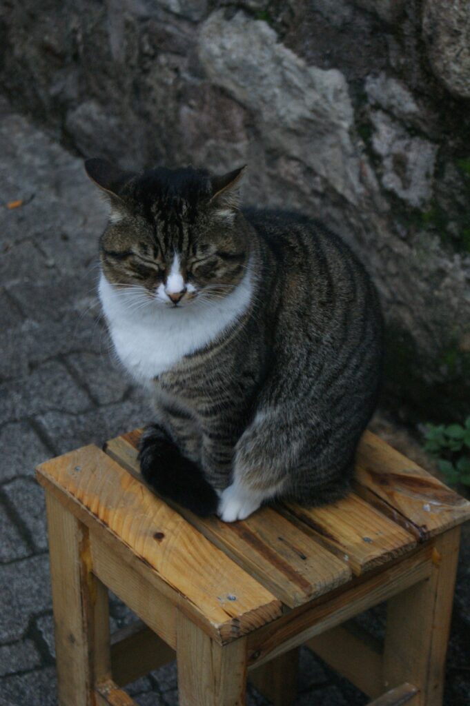 Cat in kasol