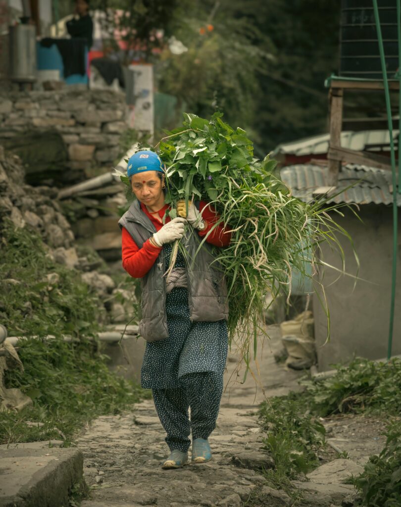 A woman carrying fresh greens on a village path in Kasol, India.