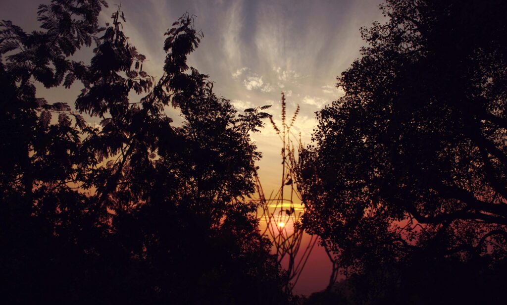 Dramatic sunset silhouettes trees in Kalidhar Bohan, India, creating a serene landscape.