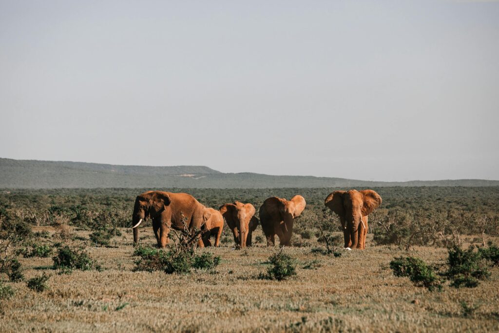 Wildlife Safari at Mudumalai National Park,ooty